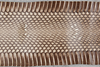 Шкурка змеи с головой 1000×80-100мм (коричневая глянцевая)