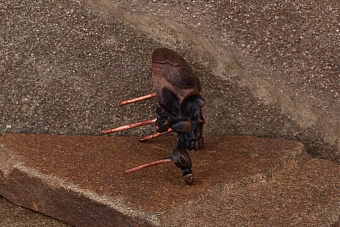 Значок «Череп»